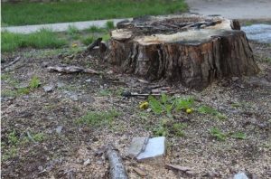 Tree Stump Removal