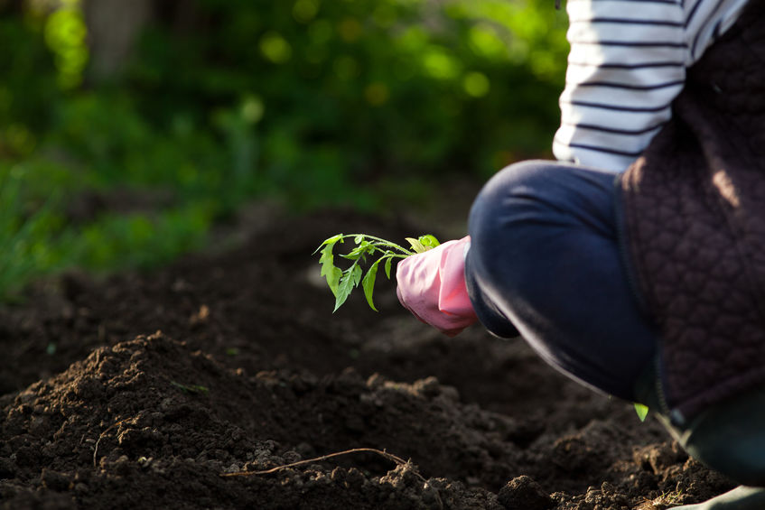 planting a new garden