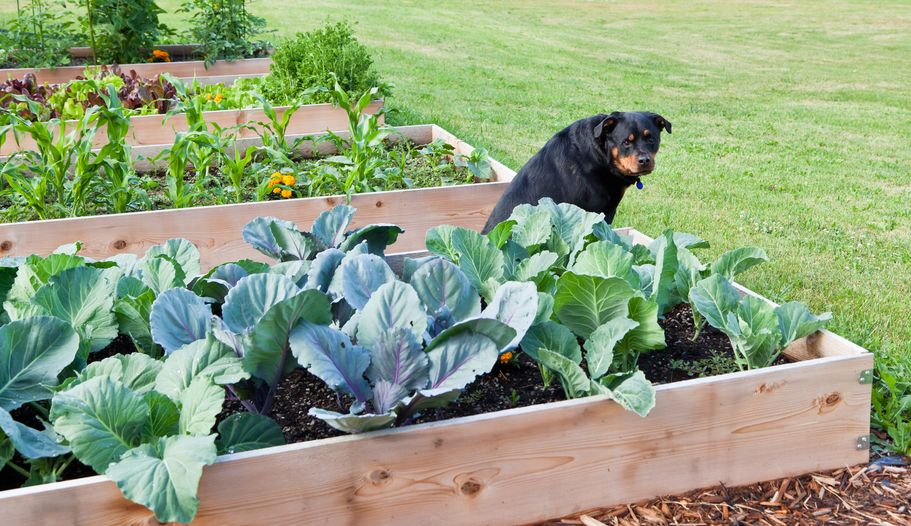 Raised gardens for beginners